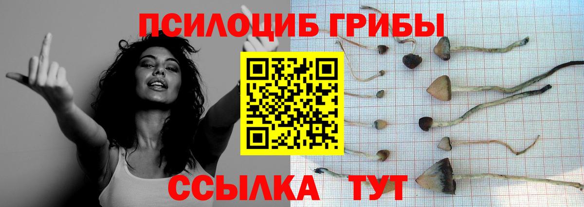 магазин  наркотиков  Вход с VPN  Северск  Псилоцибиновые грибы Psilocybine cubensis 